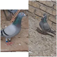 جفت سبز  مسافتی