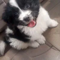 سگ آرام نژاد شیپو