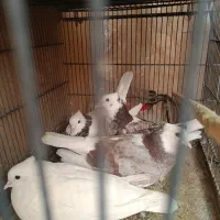 کبوتر  طوقی وسفید مهر