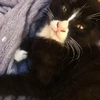 واگذاری گربه