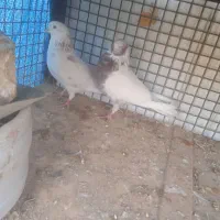 کفتر پرشی به شرط|پرنده|شریفآباد, |دیوار