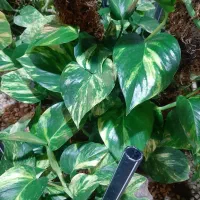 فروش عمده گل های آپارتمانی