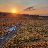 کشمش ارگانیک آفتابی|خوردنی و آشامیدنی|قرچک, زیبا شهر|دیوار