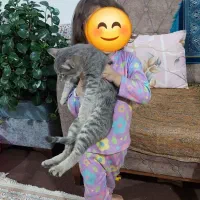 گربه ی بسیار آرام و اهلی
