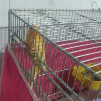 قناری ماده سرخ|پرنده|اصفهان, بهارستان|دیوار