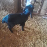 فروش کهره شیری