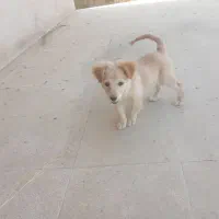 سگ.|سگ|جوادآباد, |دیوار