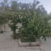 ویلائی-خاص-470-متر-گلزار-جنوبی-پنج-روپیلوت