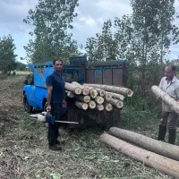 خرید چوب|خدمات باغبانی و درختکاری|رودسر, |دیوار