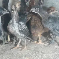 جوجه محلی اصیل کرچ شو  واکسن خورده  سالم و سرحال