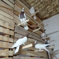 طوق سرخ سه بر دار|پرنده|مرودشت, سهل‌آباد|دیوار