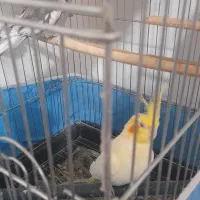 یک جفت عروس هلندی مولدوایت فیس نر لوتینوماده|پرنده|قم, شهرک امام حسین|دیوار