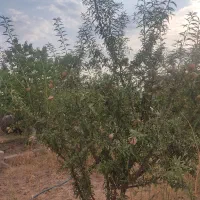 باغ۱۰۰۰متری در هادیشتر جلفا
