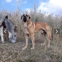 سگ ک لاه بردار|سگ|مریوان, |دیوار