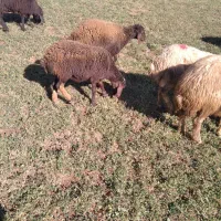 کاور نرو ماده|حیوانات مزرعه|مریوان, |دیوار