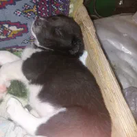 سگ سراب شش انگشت