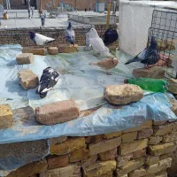 کفتر|پرنده|بیرجند, |دیوار