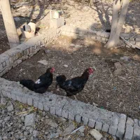 مرغ تخم گذار
