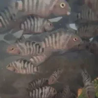 ماهی سیچیلاید