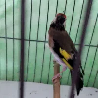 ماده‌سهره‌کار‌داده|پرنده|کرمانشاه, |دیوار