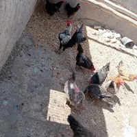 ۴عددمرغ|پرنده|سبزوار, کهنه آب|دیوار