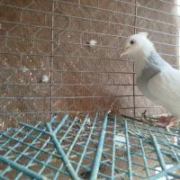 طوقی زرین اجری سرکه ای ابی همه رنگ معاوضه|پرنده|لنجان, |دیوار