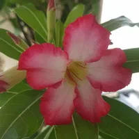 آدنیوم گل داده|گل و گیاه طبیعی|تهران, توحید|دیوار
