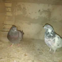 کبوتر|پرنده|گلپایگان, |دیوار