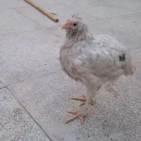 جوجه گلین