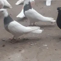 .طوقی.کاد شقشقی وکاکلی. تهرانی|پرنده|ماهیدشت, |دیوار