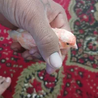 قناری ماده مولد مست آماده جفت سرحال و خوشرنگ|پرنده|بیرجند, |دیوار