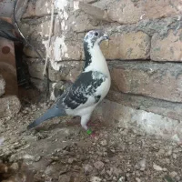 پلاکی گمشده