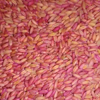 بذر گندم