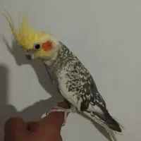 عروس هلندی ماده گلباقالی