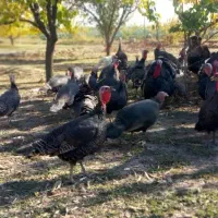 (هشترخان بوقلمون ماده برنز آمریکایی)