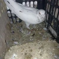 کبوتر|پرنده|مود, |دیوار