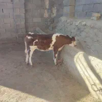 گاو شیری|حیوانات مزرعه|بجنورد, |دیوار