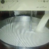 شیرگاوی