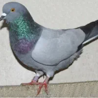 بار یا کود کفتر