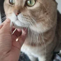 جفتیابی برای بیریتیش گلد نراسکاتیش و پرشین مشکی نر