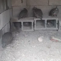 جوجه  از عکس اول بصورت عمده وتک منوجان  بنک