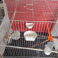 قفس پرنده جفتگاه وکاسکویی