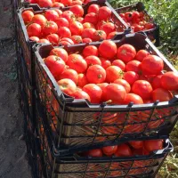 اجاره-زمین-کشاورزی-با-آب