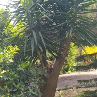 یوکا ۴۰ ساله ۴ متری