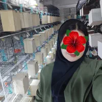 کوتوله برزیلی/قناری/پرنده/عروس هلندی/طوطی