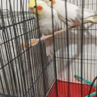 عروس هلندی|پرنده|کبودرآهنگ, |دیوار