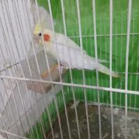 عروس هلندی نر فوری