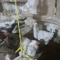 تخم مرغ گلین خال سوزنی و طوسی|حیوانات مزرعه|فرخ‌شهر, |دیوار