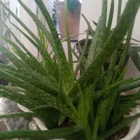 گل وگیاه|گل و گیاه طبیعی|خوی, |دیوار