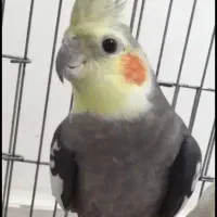 عروس سینامون نر